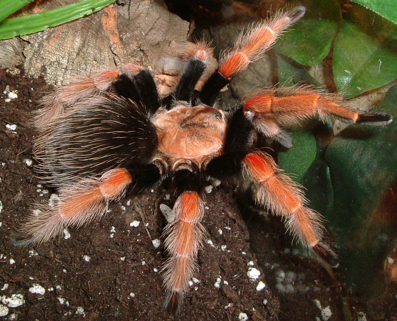 Mexican fireleg, Mexican rustleg tarantula (Brachypelma boehmei); DISPLAY FULL IMAGE.