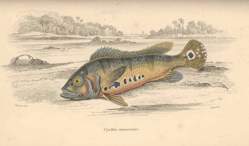 Cichla monoculus (tucanare peacock bass); DISPLAY FULL IMAGE.