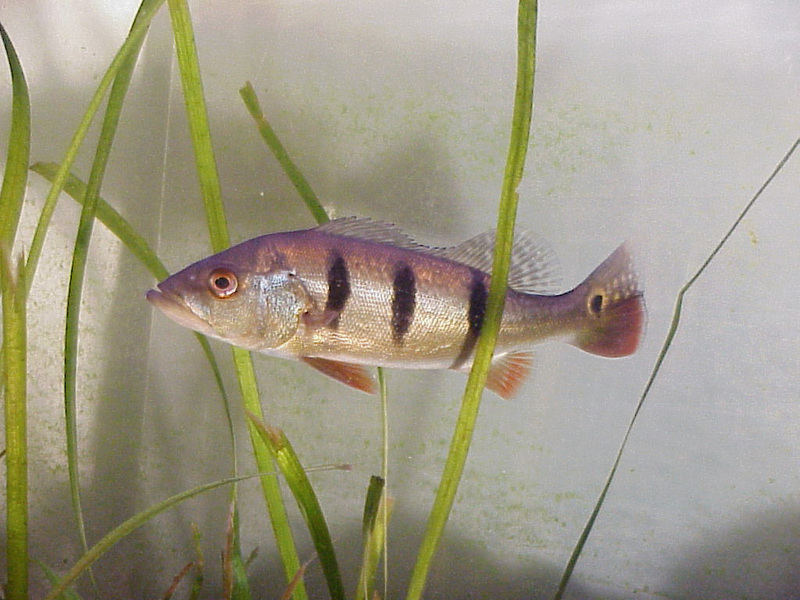 Cichla orinocensis (Orinoco peacock bass); DISPLAY FULL IMAGE.