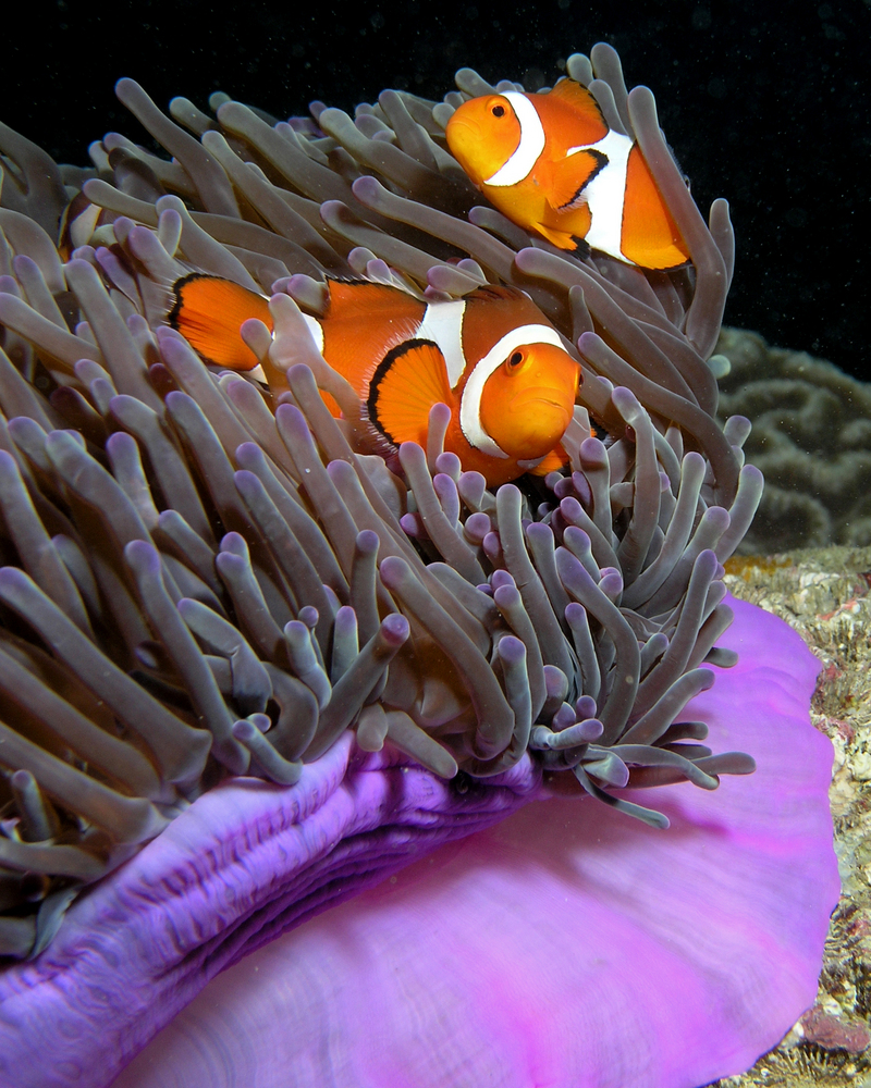ocellaris clownfish (Amphiprion ocellaris); DISPLAY FULL IMAGE.