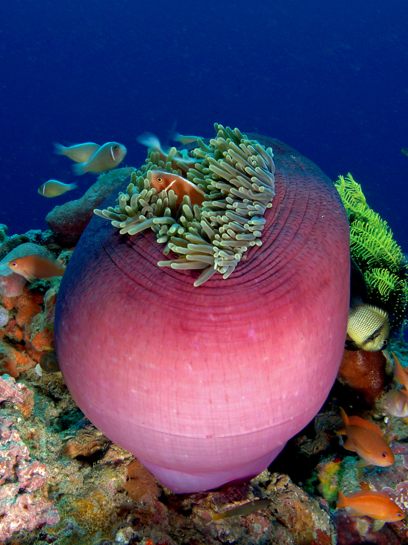 magnificent sea anemone (Heteractis magnifica); DISPLAY FULL IMAGE.