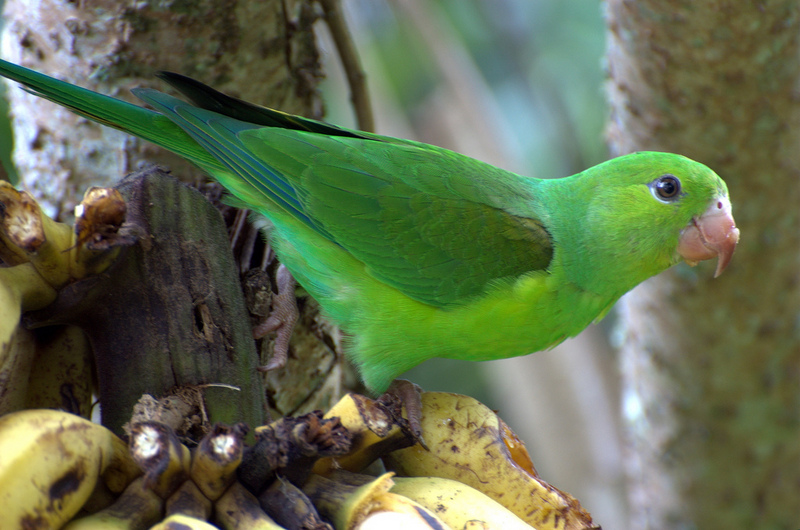 plain parakeet (Brotogeris tirica); DISPLAY FULL IMAGE.