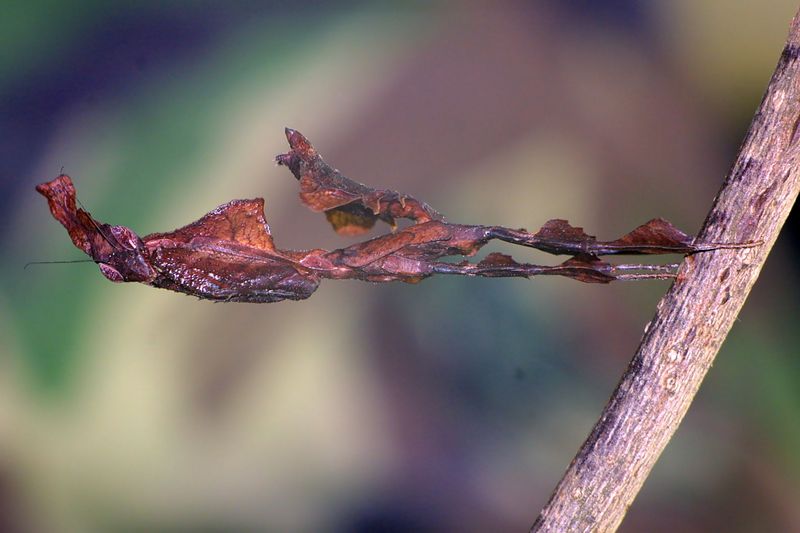 ghost mantis (Phyllocrania paradoxa); DISPLAY FULL IMAGE.