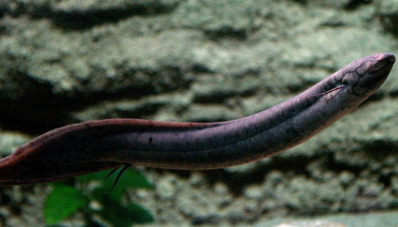 South American lungfish (Lepidosiren paradoxa); DISPLAY FULL IMAGE.