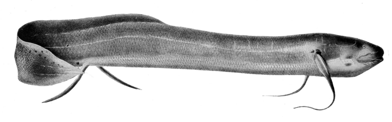 spotted African lungfish, slender lungfish (Protopterus dolloi); DISPLAY FULL IMAGE.