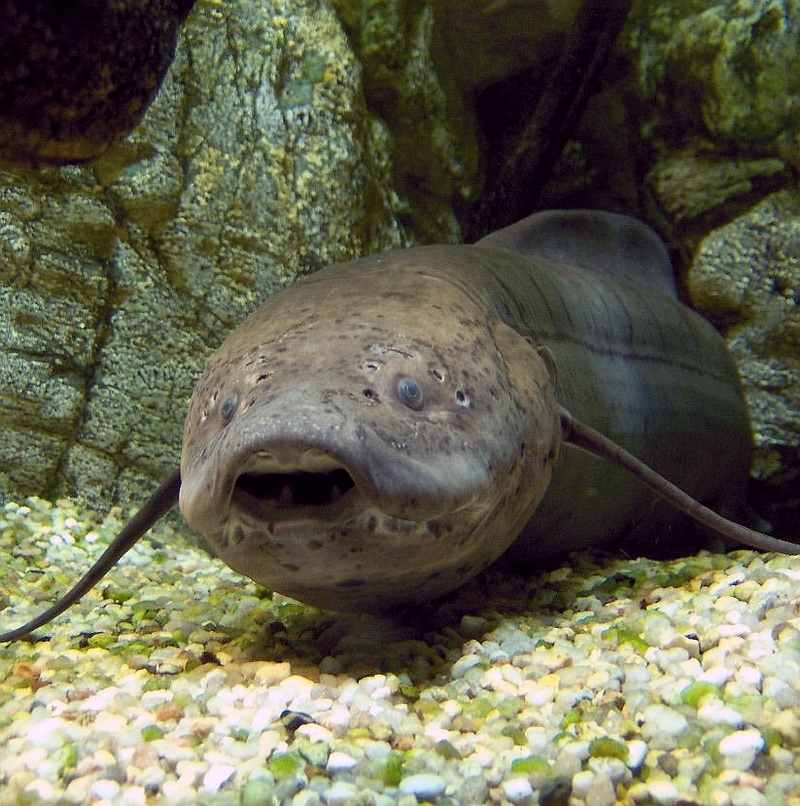 West African lungfish (Protopterus annectens); DISPLAY FULL IMAGE.