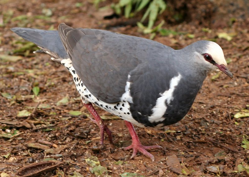wonga pigeon (Leucosarcia melanoleuca); DISPLAY FULL IMAGE.