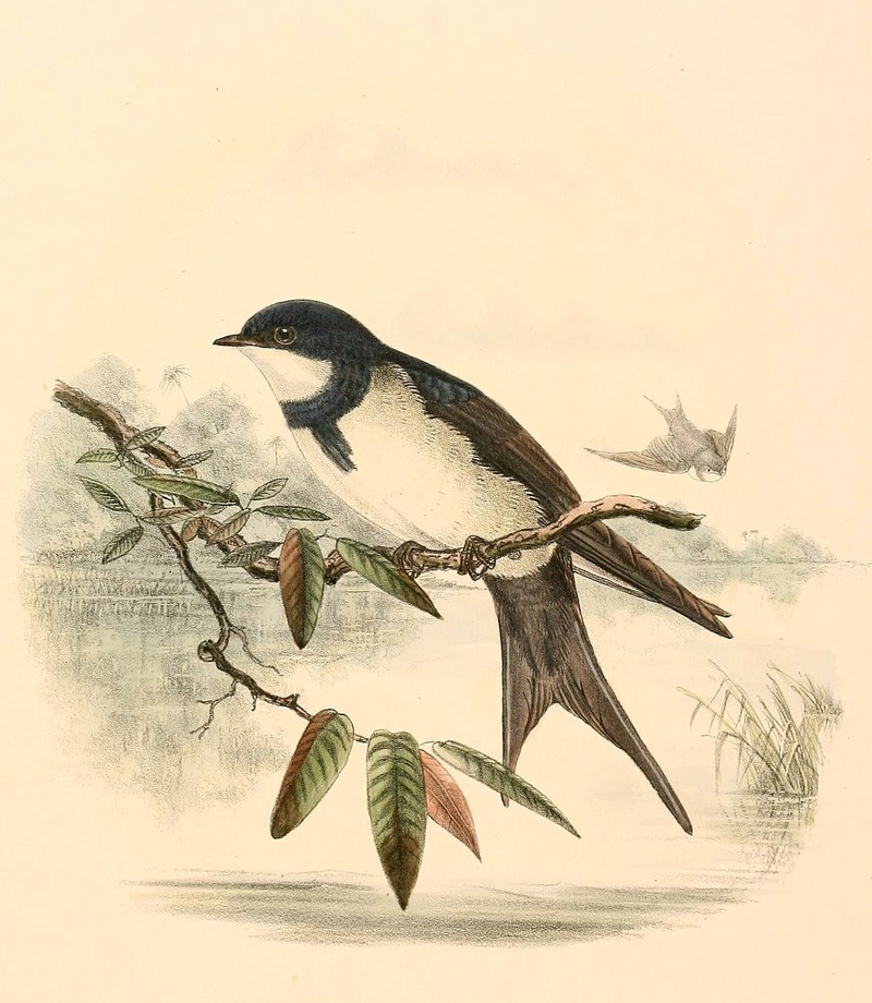 black-collared swallow (Pygochelidon melanoleuca); DISPLAY FULL IMAGE.