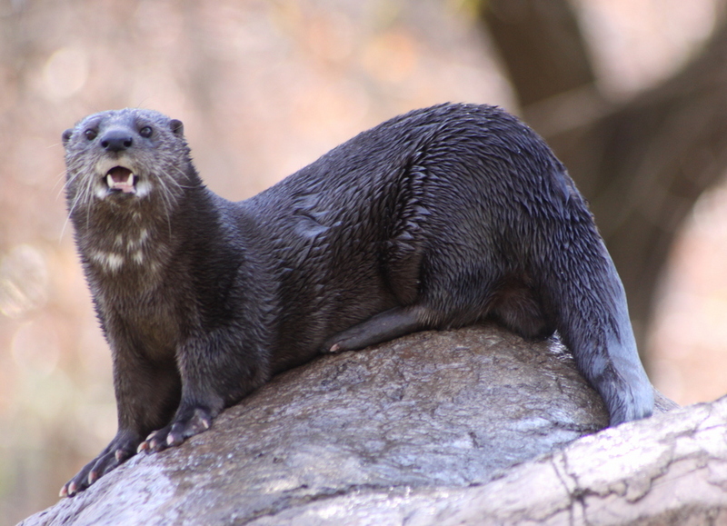 spotted-necked otter, speckle-throated otter (Hydrictis maculicollis); DISPLAY FULL IMAGE.