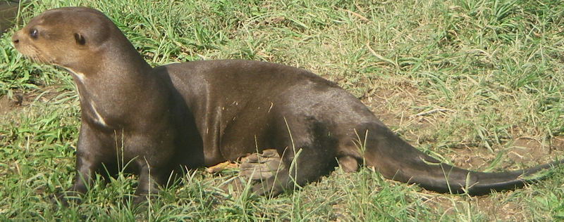 giant otter (Pteronura brasiliensis); DISPLAY FULL IMAGE.