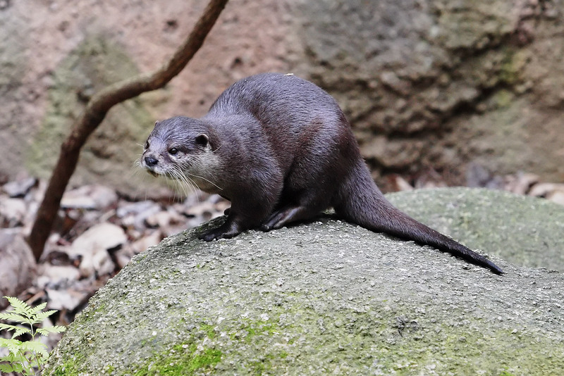 oriental small-clawed otter (Aonyx cinerea syn. Amblonyx cinereus); DISPLAY FULL IMAGE.
