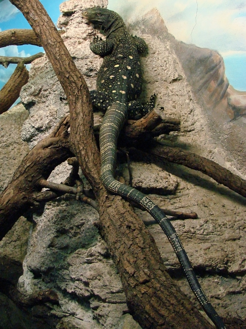 crocodile monitor, Salvadori's monitor (Varanus salvadorii); DISPLAY FULL IMAGE.