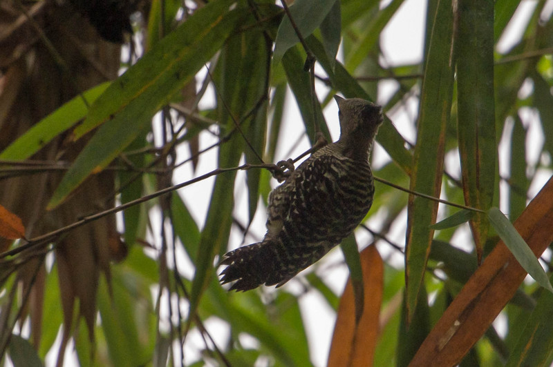 buff-rumped woodpecker (Meiglyptes grammithorax); DISPLAY FULL IMAGE.