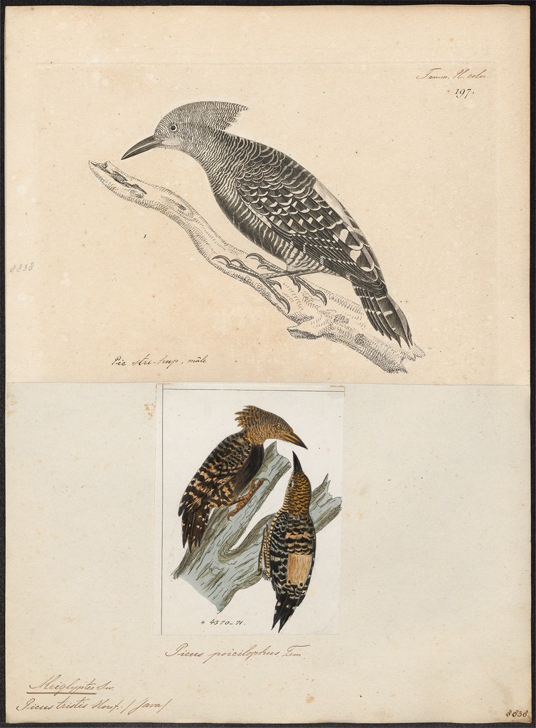 white-rumped woodpecker (Meiglyptes tristis); Image ONLY