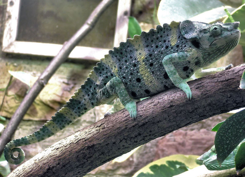Meller's chameleon, giant one-horned chameleon (Trioceros melleri); DISPLAY FULL IMAGE.