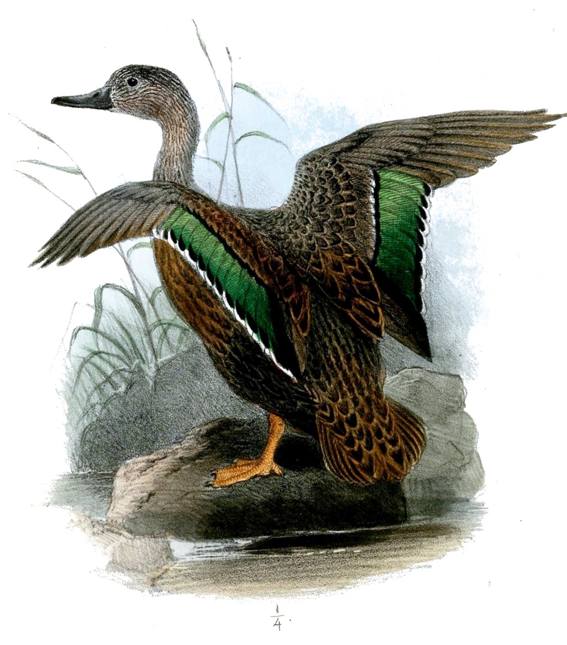Meller's duck (Anas melleri); DISPLAY FULL IMAGE.