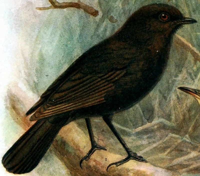 black robin, Chatham Island robin (Petroica traversi); DISPLAY FULL IMAGE.
