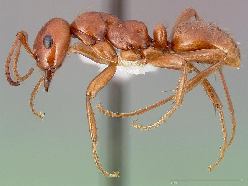 Polyergus mexicanus (Western Amazon ant); DISPLAY FULL IMAGE.