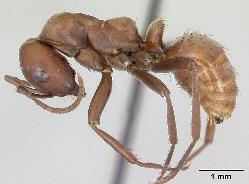 Polyergus rufescens (European Amazon ant); DISPLAY FULL IMAGE.