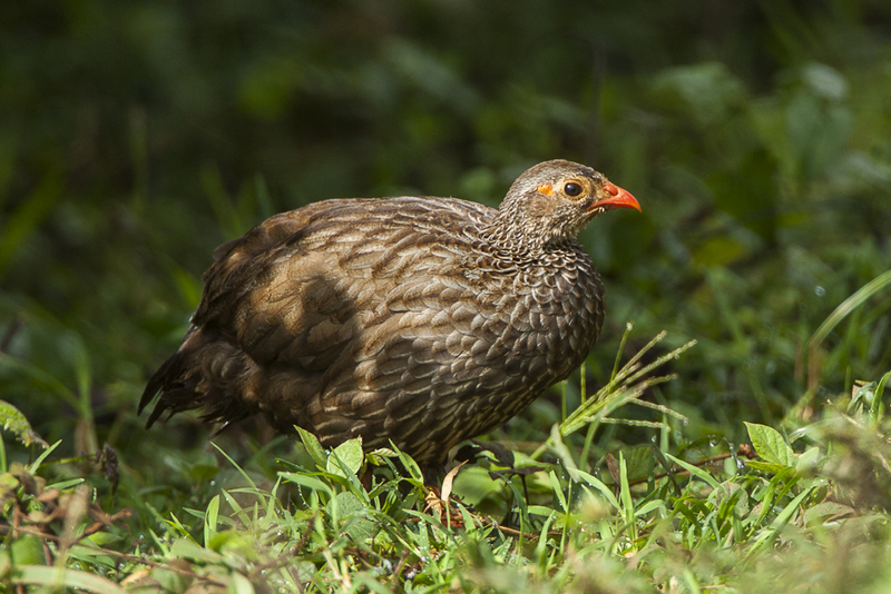 scaly francolin (Pternistis squamatus); DISPLAY FULL IMAGE.