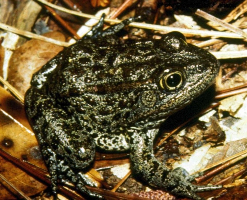 Mississippi gopher frog, dusky gopher frog (Lithobates sevosus); DISPLAY FULL IMAGE.