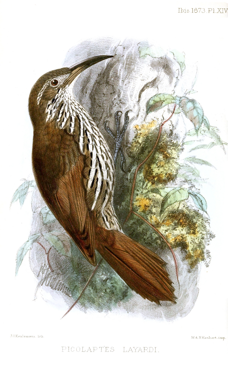 Guianan woodcreeper (Lepidocolaptes albolineatus); DISPLAY FULL IMAGE.