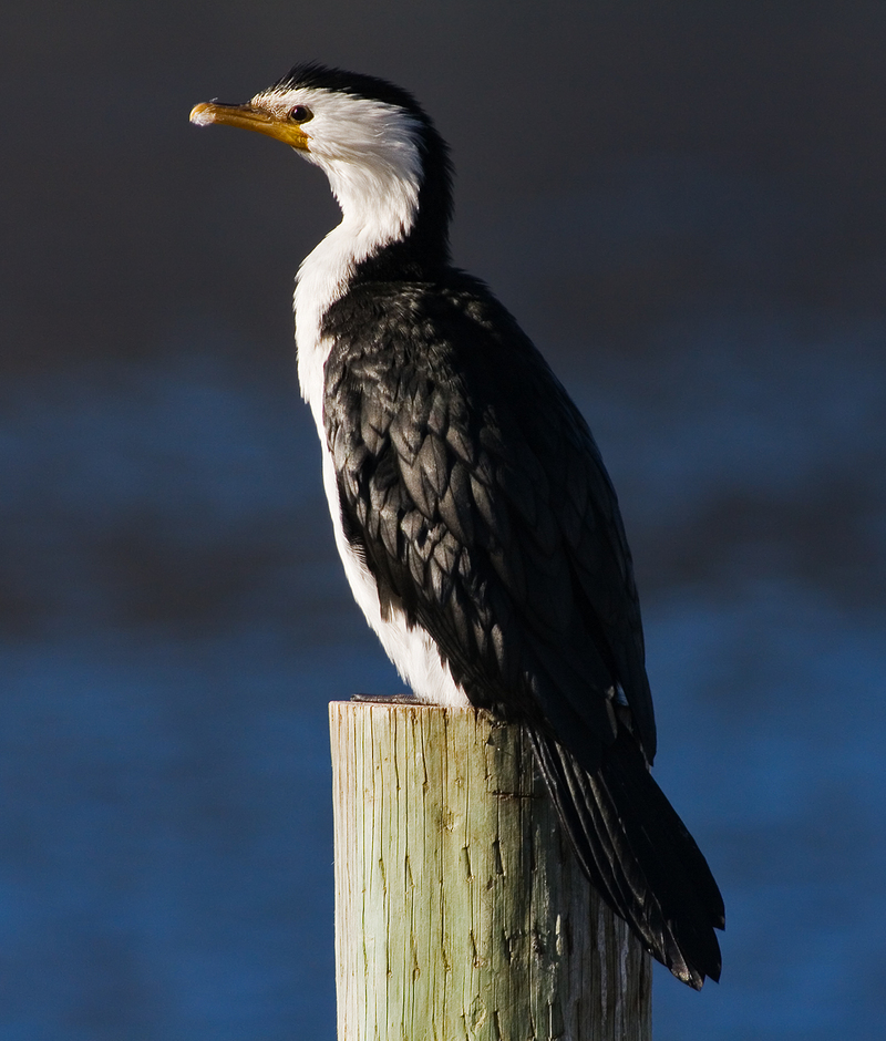 little pied cormorant, little shag, kawaupaka (Microcarbo melanoleucos); DISPLAY FULL IMAGE.