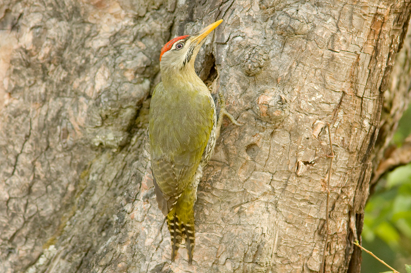 scaly-bellied woodpecker (Picus squamatus); DISPLAY FULL IMAGE.