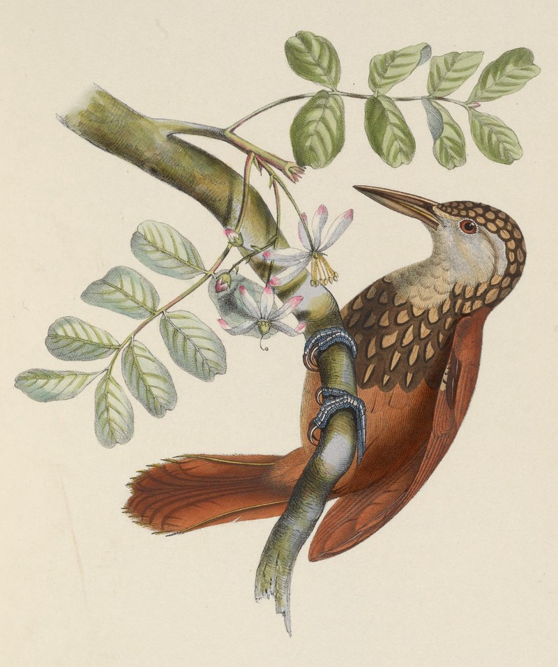 straight-billed woodcreeper (Dendroplex picus); DISPLAY FULL IMAGE.