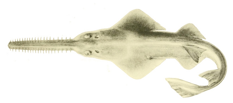 dwarf sawfish, Queensland sawfish (Pristis clavata); DISPLAY FULL IMAGE.