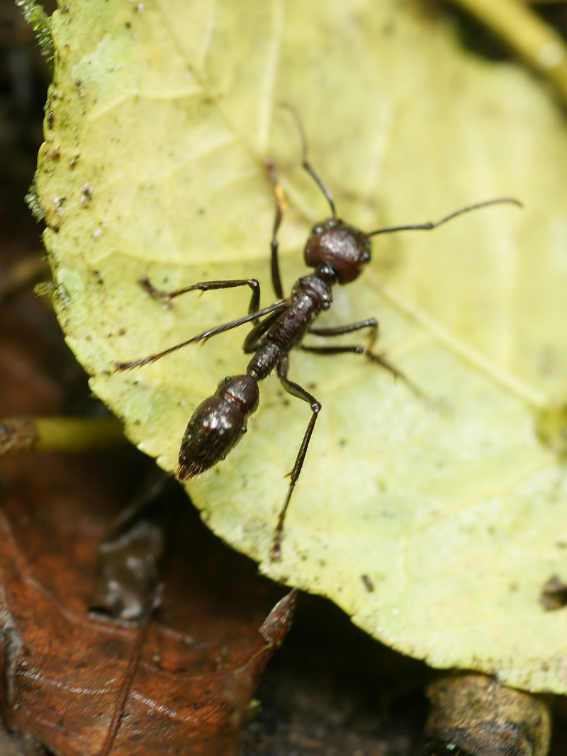 bullet ant (Paraponera clavata); DISPLAY FULL IMAGE.