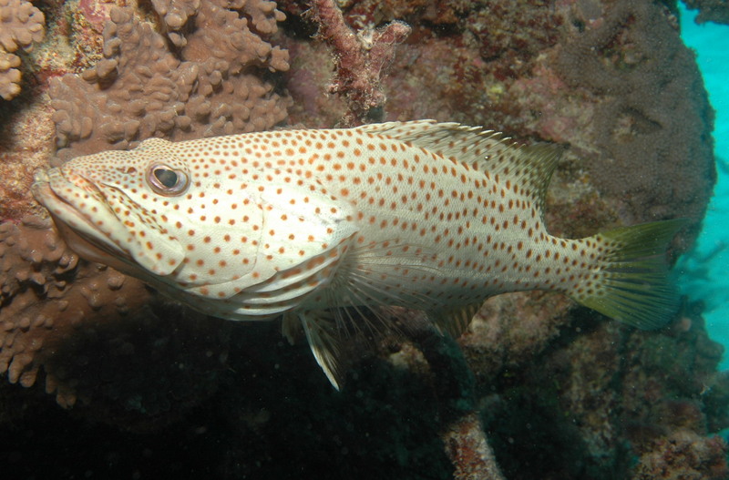 slender grouper (Anyperodon leucogrammicus); DISPLAY FULL IMAGE.