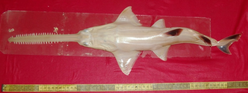 knifetooth sawfish, pointed sawfish, narrow sawfish (Anoxypristis cuspidata); DISPLAY FULL IMAGE.