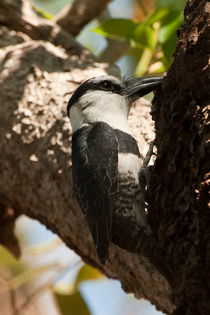 white-necked puffbird (Notharchus hyperrhynchus); Image ONLY