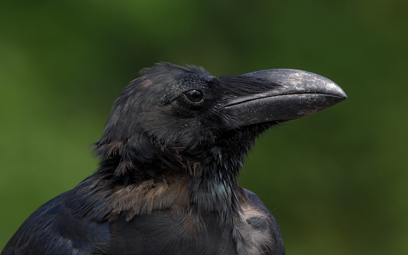 jungle crow, large-billed crow (Corvus macrorhynchos); DISPLAY FULL IMAGE.