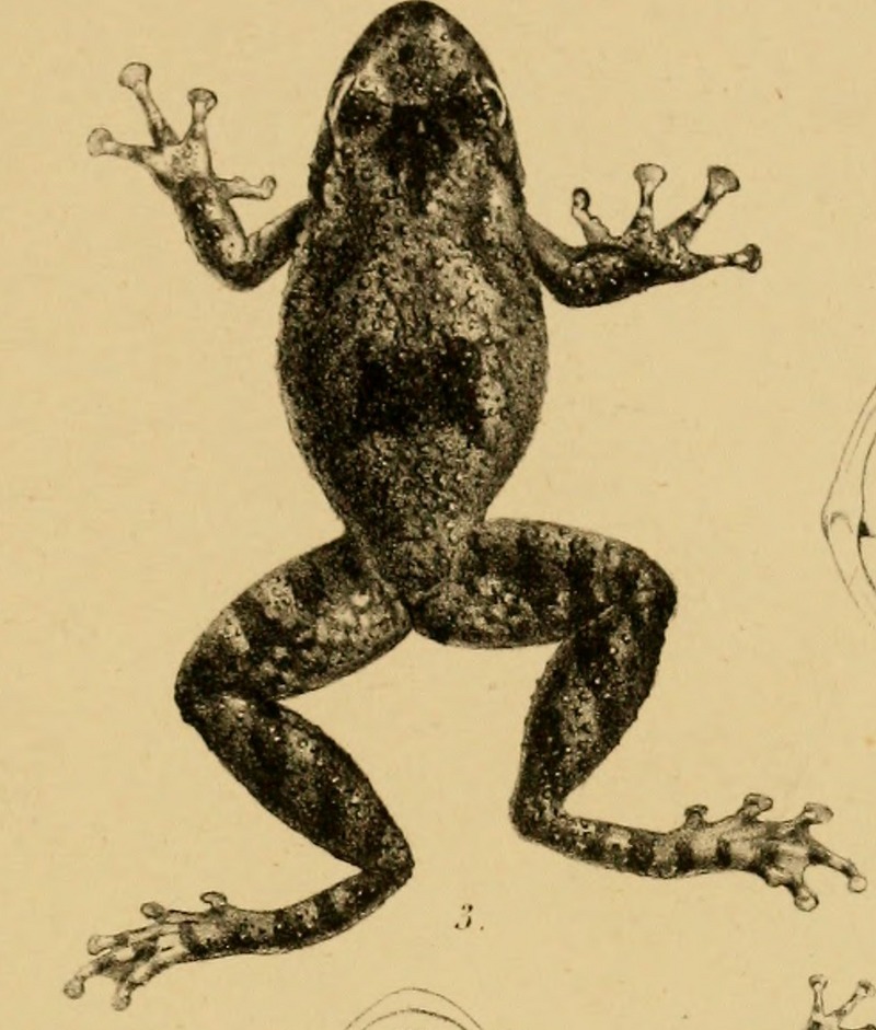 Scinax acuminatus (Mato Grosso snouted treefrog); DISPLAY FULL IMAGE.
