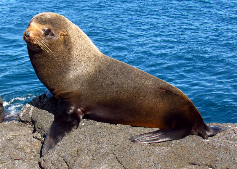Galápagos fur seal, Galapagos fur seal (Arctocephalus galapagoensis); DISPLAY FULL IMAGE.