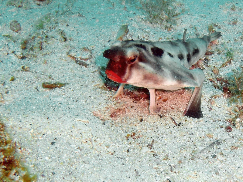 Ogcocephalus darwini (Galápagos batfish, red-lipped batfish); DISPLAY FULL IMAGE.