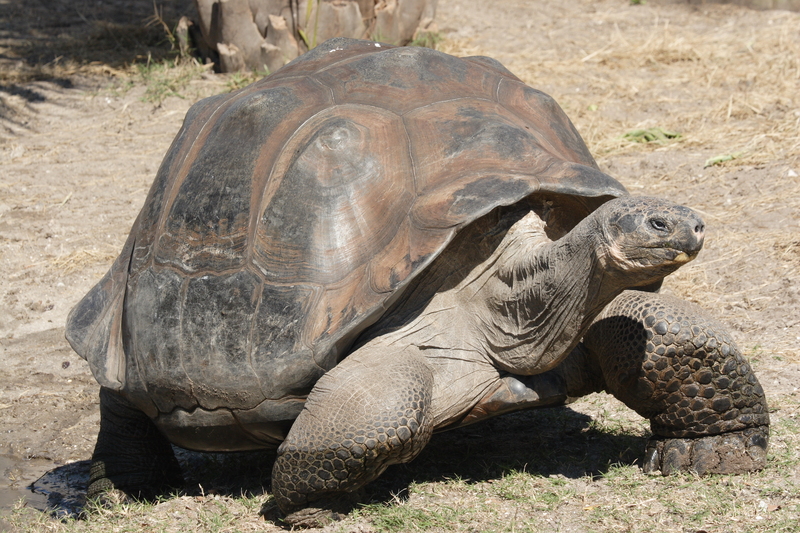 Galápagos giant tortoise, Galapagos tortoise (Chelonoidis nigra); DISPLAY FULL IMAGE.