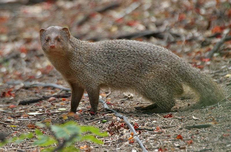 Indian grey mongoose, common grey mongoose (Herpestes edwardsii); DISPLAY FULL IMAGE.