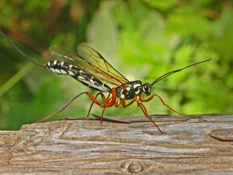 giant ichneumon, sabre wasp (Rhyssa persuasoria); DISPLAY FULL IMAGE.