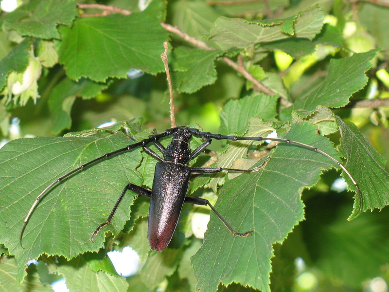 great capricorn beetle (Cerambyx cerdo); DISPLAY FULL IMAGE.