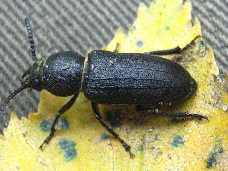 Spondylis buprestoides (black longicorn beetle); DISPLAY FULL IMAGE.