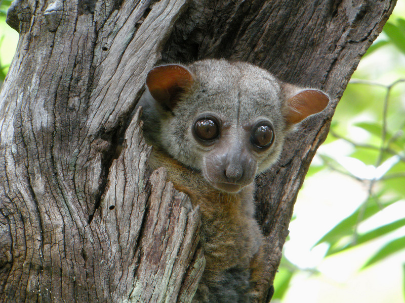 Milne-Edwards' sportive lemur (Lepilemur edwardsi); DISPLAY FULL IMAGE.