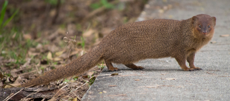 small Asian mongoose (Herpestes javanicus); DISPLAY FULL IMAGE.