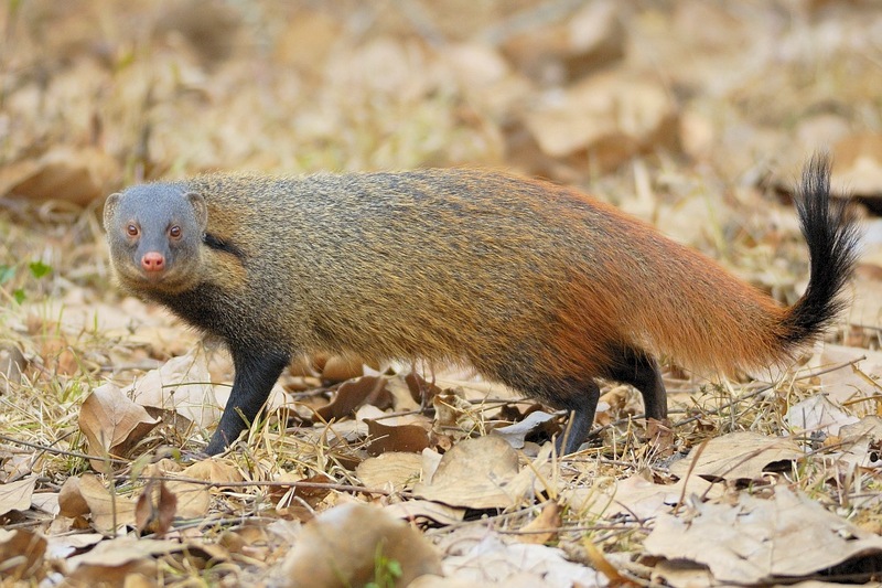 stripe-necked mongoose (Herpestes vitticollis); DISPLAY FULL IMAGE.