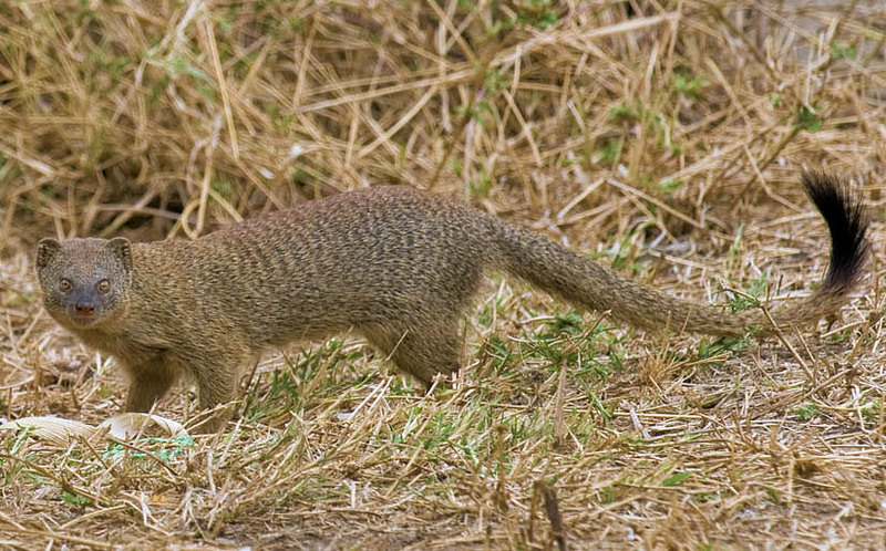 slender mongoose,black-tailed mongoose (Galerella sanguinea); DISPLAY FULL IMAGE.