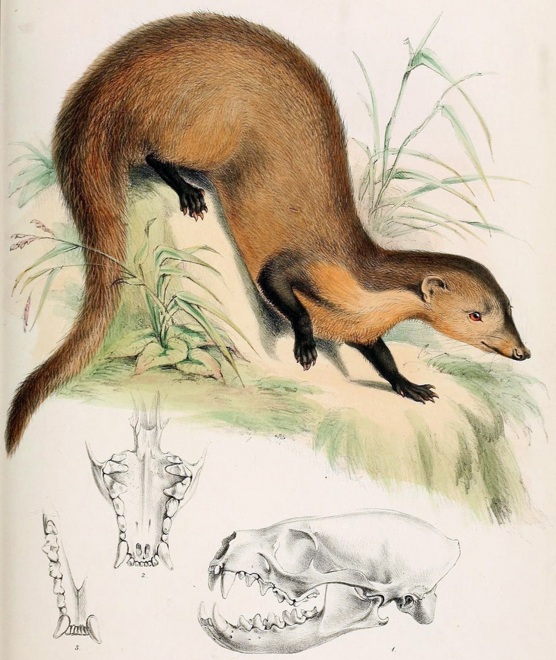 collared mongoose (Herpestes semitorquatus); DISPLAY FULL IMAGE.