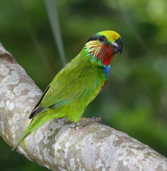Edwards's fig parrot, scarlet-cheeked fig parrot (Psittaculirostris edwardsii); Image ONLY