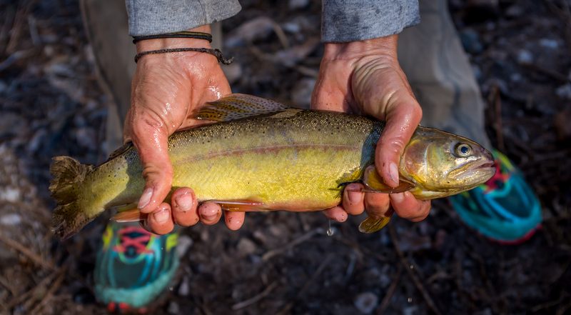 Gila trout (Oncorhynchus gilae); DISPLAY FULL IMAGE.